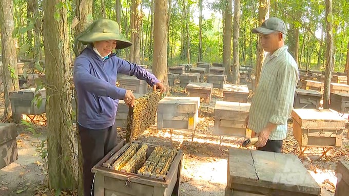 Nuôi 300 thùng ong, thu 30 tấn mật, lãi 500 triệu đồng