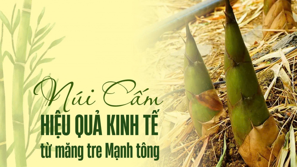 nui-cam-hieu-qua-kinh-te-tu-mang-tre-manh-tong_684ba749ea446 măng tre mạnh tông